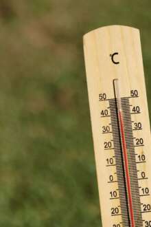 Vagas de calor afetam até 75% das espécies animais, indica estudo